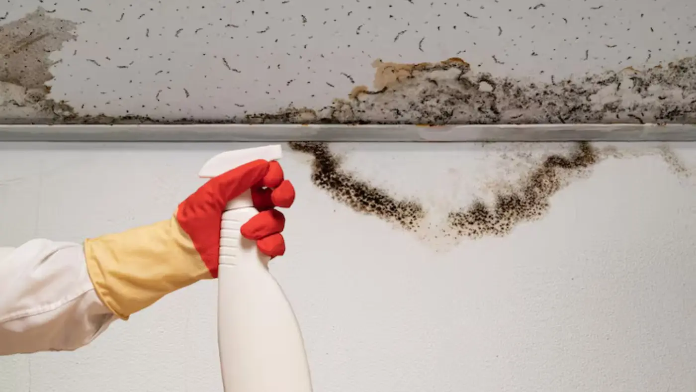 Gloved hand with a spray bottle beside a line of dark mold along a ceiling edge